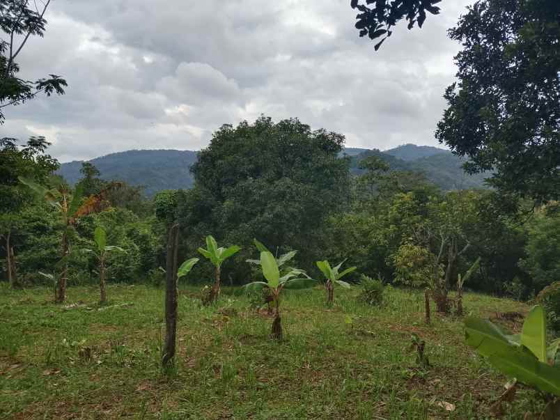 for sale lahan kebun cijambe subang jawa barat