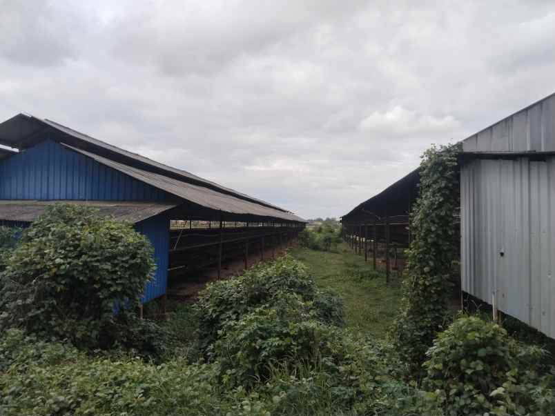 for sale tanah bangunan kandang ayam petelur subang