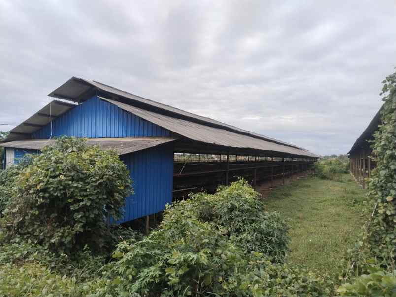 for sale tanah bangunan kandang ayam petelur subang