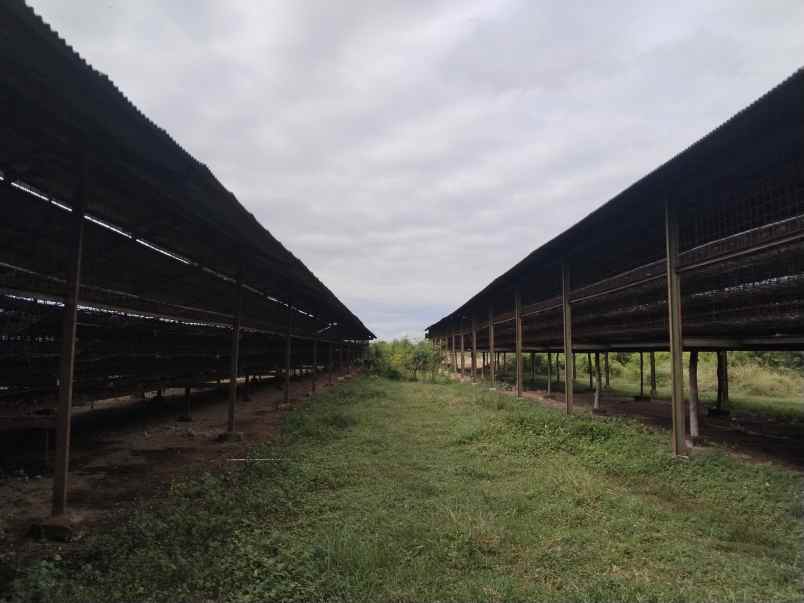 for sale tanah bangunan kandang ayam petelur subang