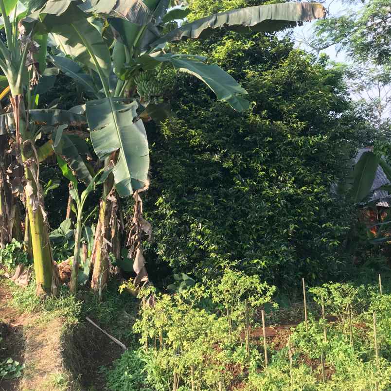 jual cepat tanah datar pinggir jalan di dramaga bogor