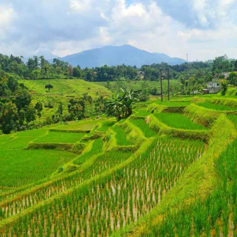 jual tanah murah di bandung mirip ubud bali