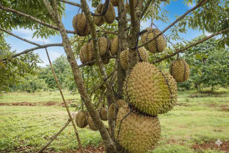 kebun durian bawor super jumbo