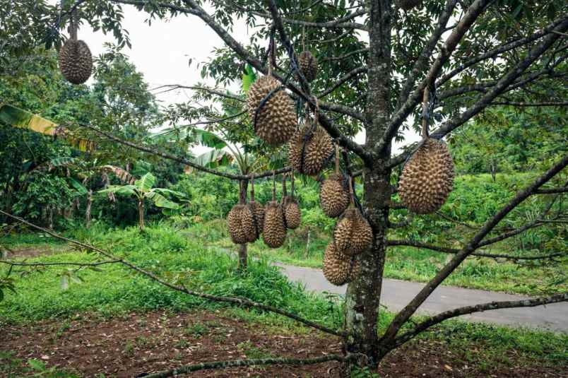 kebun durian bawor super jumbo