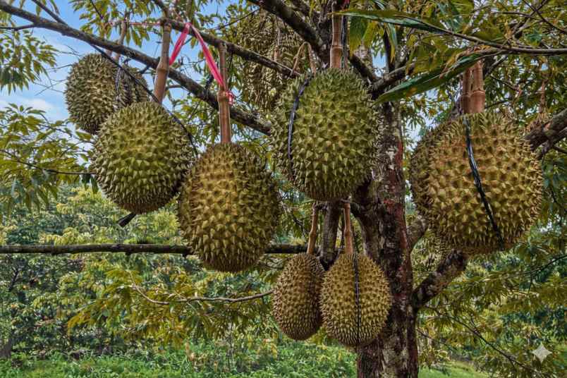 kebun durian bawor super jumbo