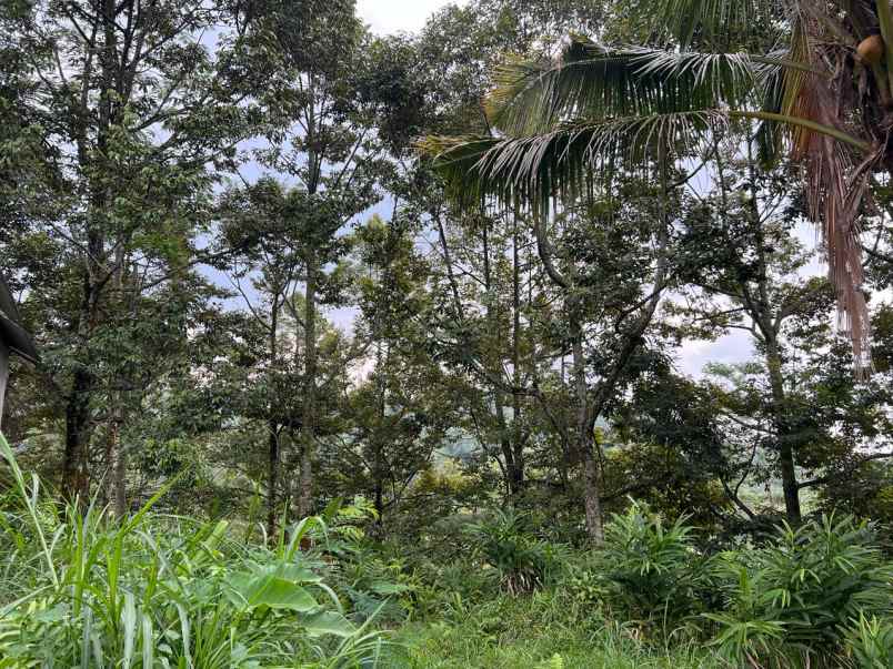 kebun durian view cantik 6313m karanganyar timur
