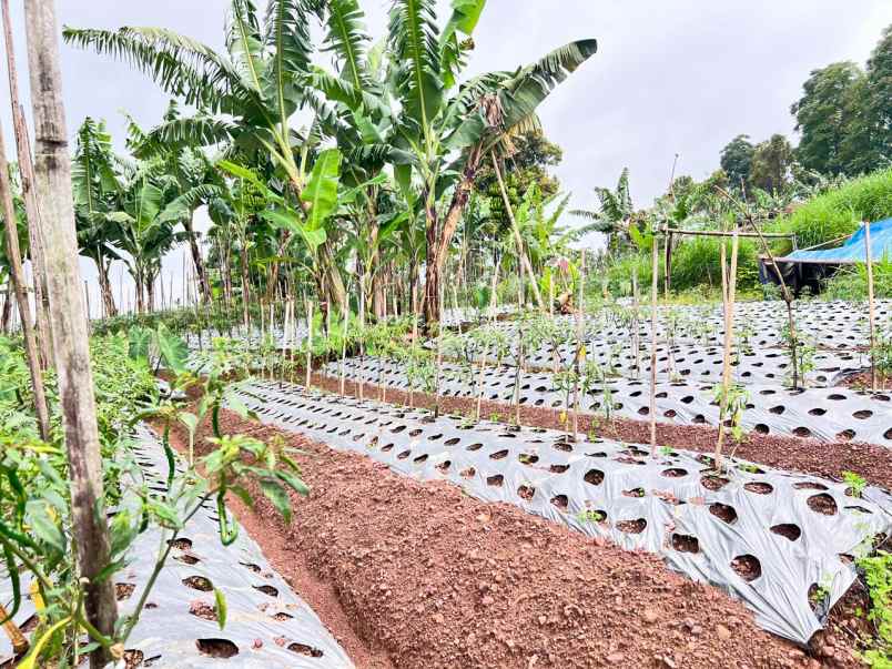 tanah 2210m strategis bangun villa wisata ngargoyoso