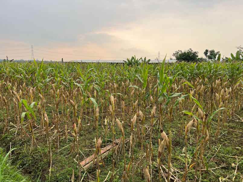 tanah 3550m cocok untuk kebun buah karanganyar