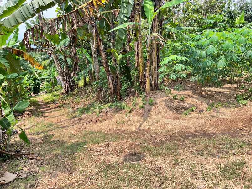 tanah datar 250 juta utara pasar mojogedang