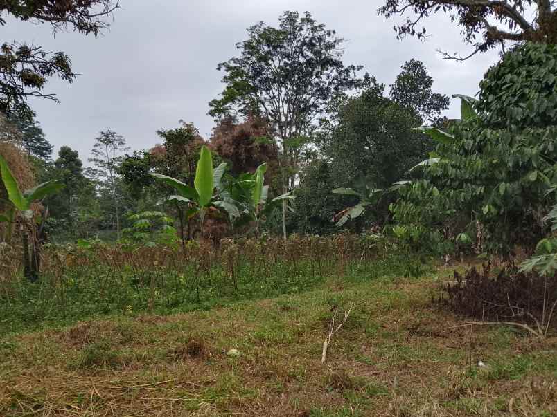 tanah dekat perkebunan teh ciater subang