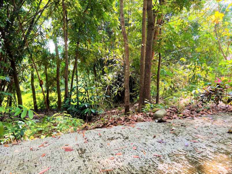 tanah dekat sungai sawah mojogedang karanganyar