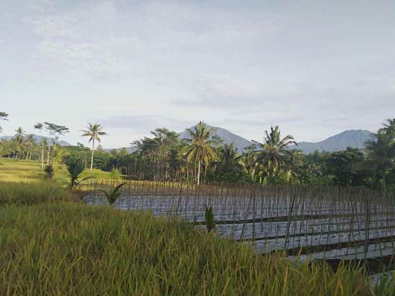 tanah desa tamansari kecamatan