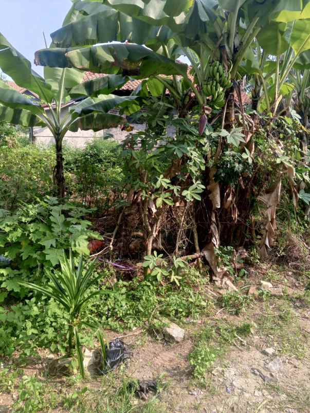 tanah dijual sukamanah rajeg