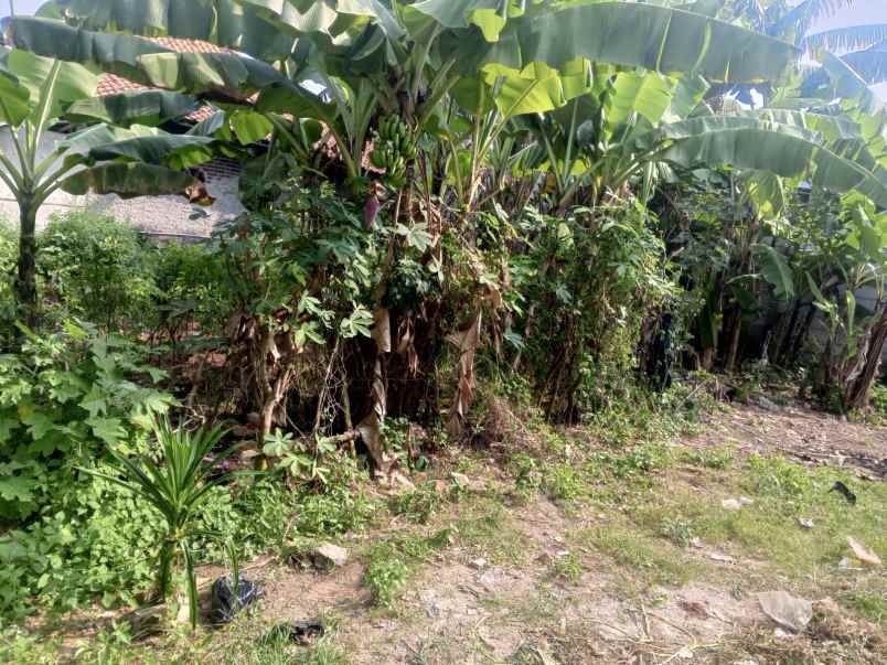 tanah dijual sukamanah rajeg