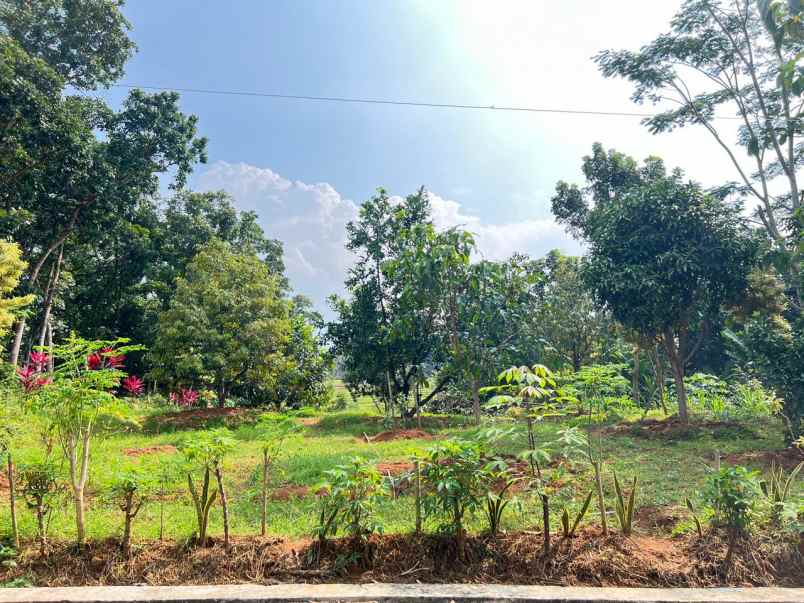 tanah kebun buah subur 1000m2 mojogedang karanganyar
