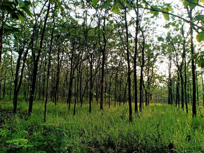 tanah kebun jati 729m 150 juta negoo sragen