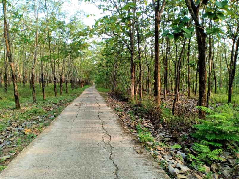 tanah kebun jati 729m 150 juta negoo sragen