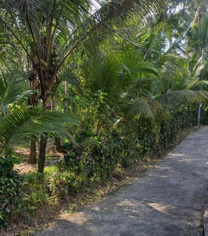 tanah kebun view sungai di selemadeg tabanan bali