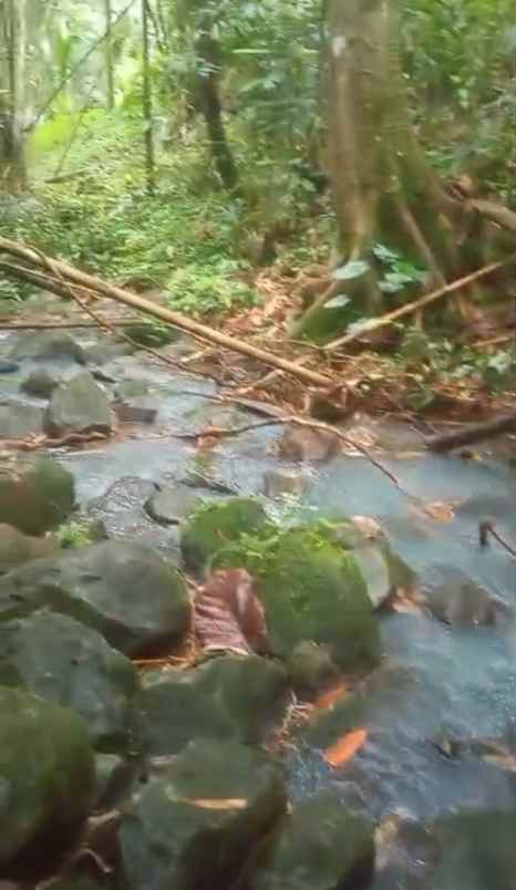 tanah kebun view sungai di selemadeg tabanan bali