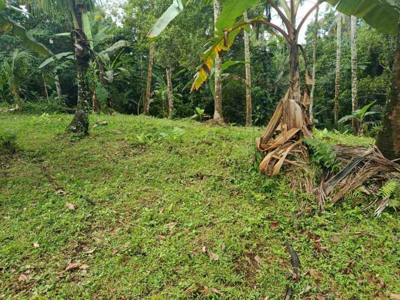 tanah kebun view sungai di selemadeg tabanan bali