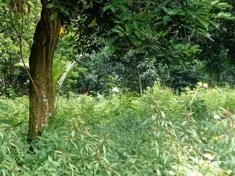 tanah komersil 1277 m2 setu bekasi