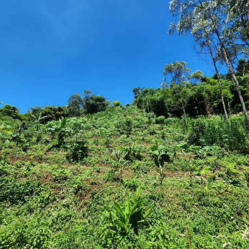 tanah murah diciwidey cocok untuk villa dan perkebunan