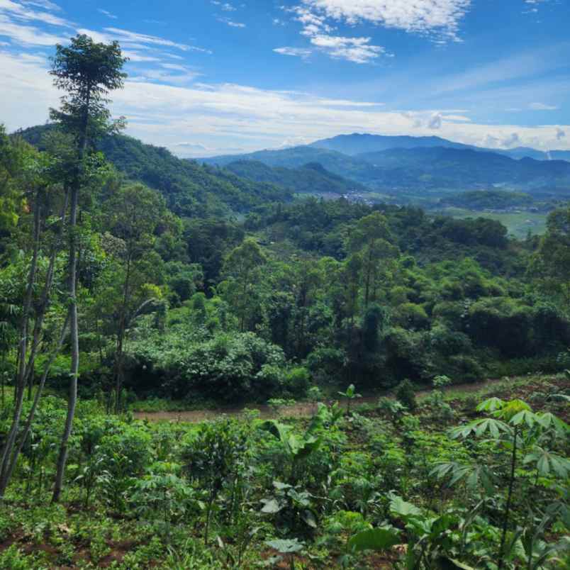 tanah murah diciwidey cocok untuk villa dan perkebunan