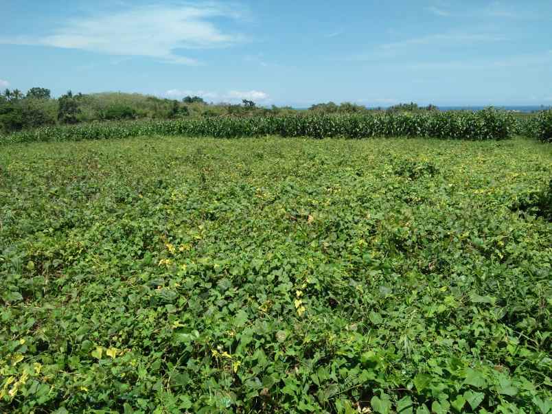 tanah pantai klecung