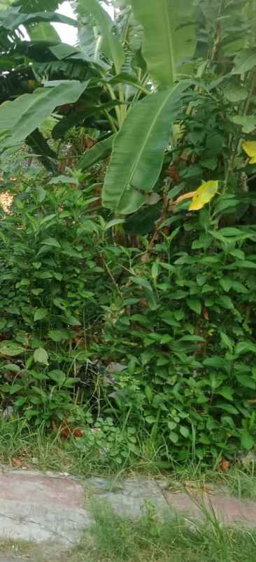 tanah rata dan padat kawasan komersil