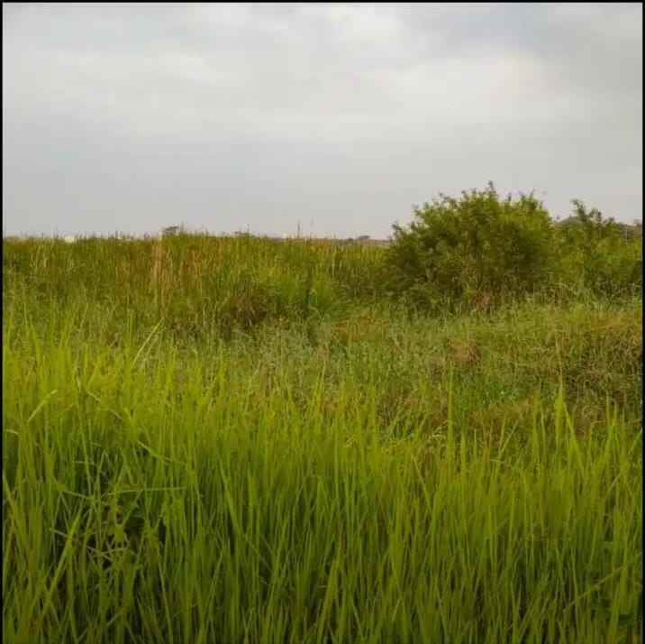 tanah sawah strategis dekati jalan pantura