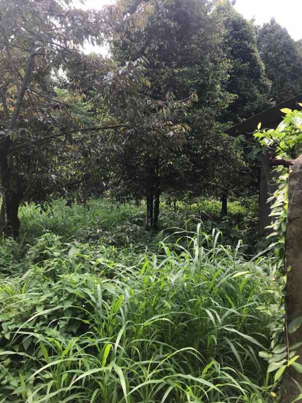 tanah situ gede dermaga bogor