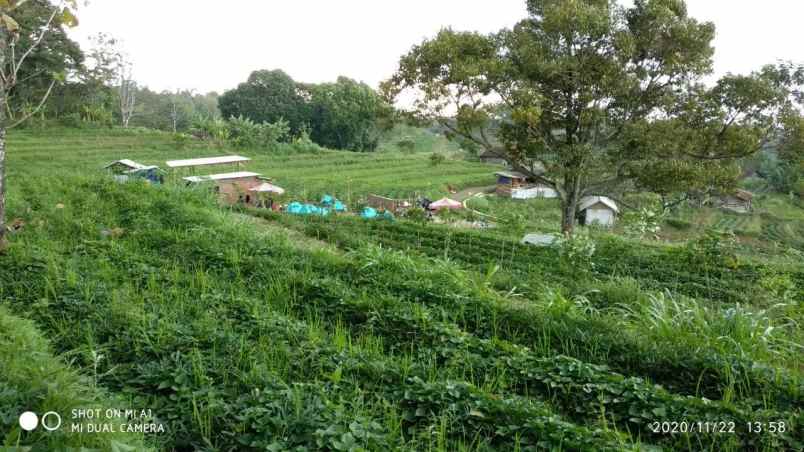 tanah trawas view gunung ideal untuk villa anda