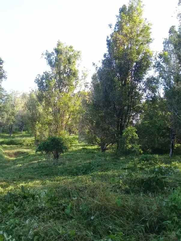 dijual lokasi kebun durian di sukabumi