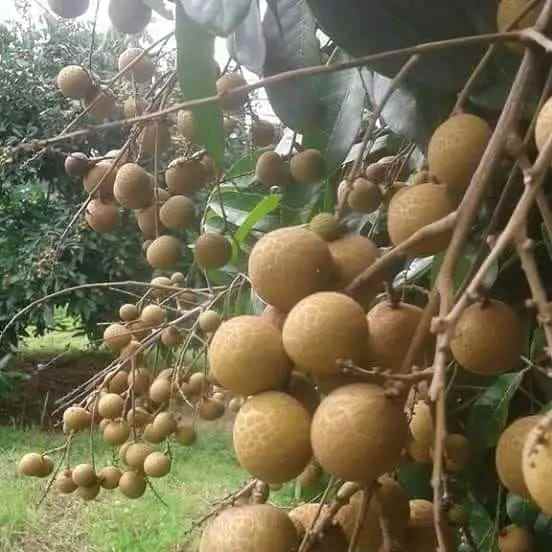 dijual lokasi kebun durian di sukabumi