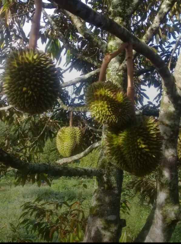 dijual lokasi kebun durian di sukabumi