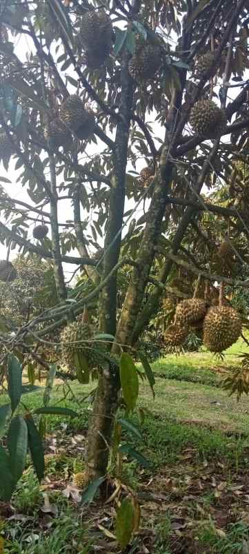 dijual lokasi kebun durian di sukabumi