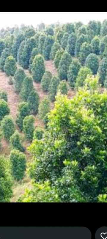 dijual lokasi kebun durian di sukabumi