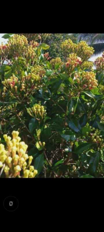 dijual lokasi kebun durian di sukabumi