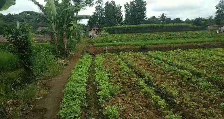 dijual tanah cimanggu 2 cibungbulan