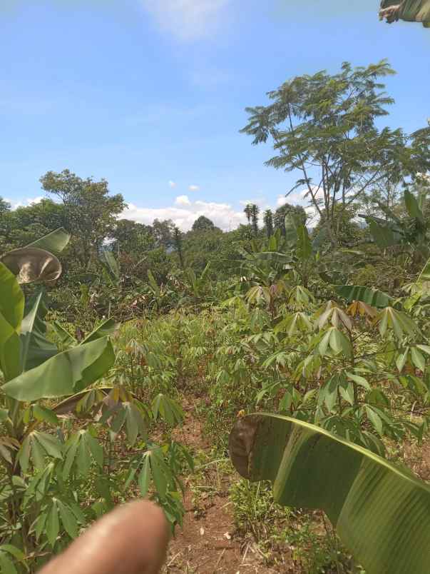 dijual tanah cisonggom