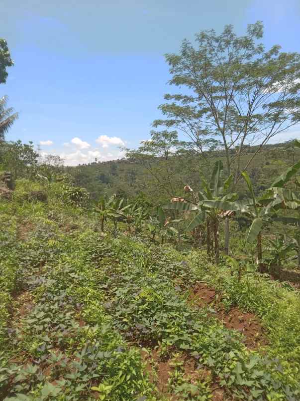 dijual tanah cisonggom