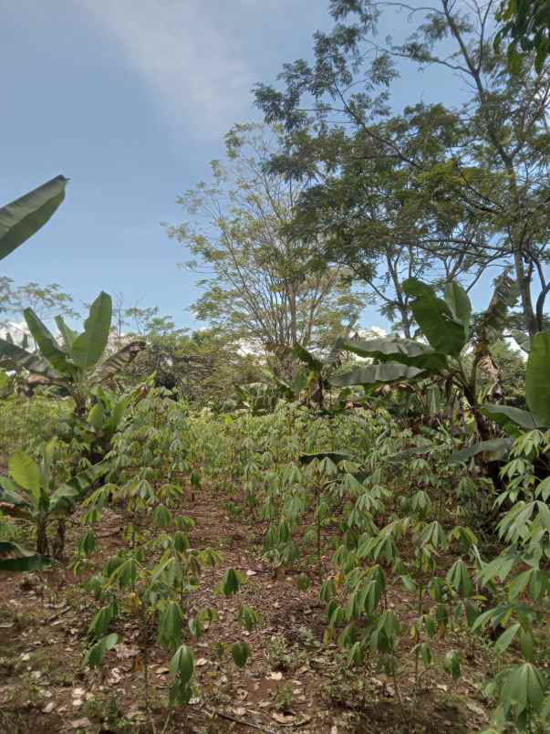 dijual tanah cisonggom