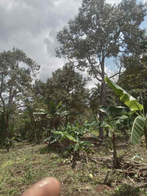 dijual tanah cisonggom