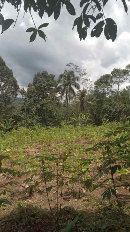 dijual tanah cisonggom