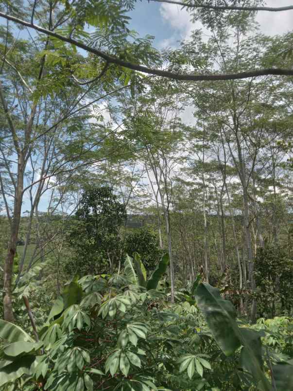 dijual tanah cisonggom