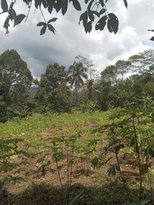 dijual tanah cisonggom