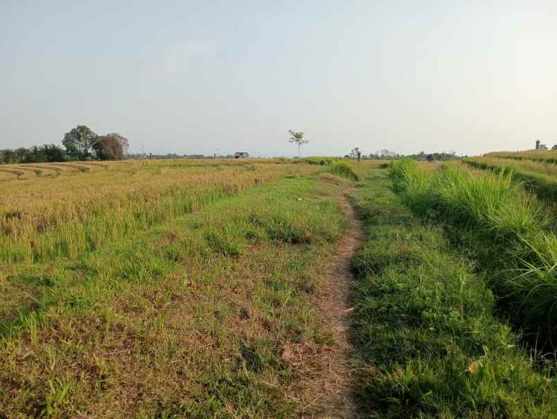 dijual tanah desa berembeng kec