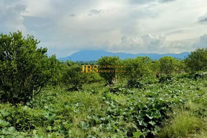 dijual tanah desa guru benua kec munte karo