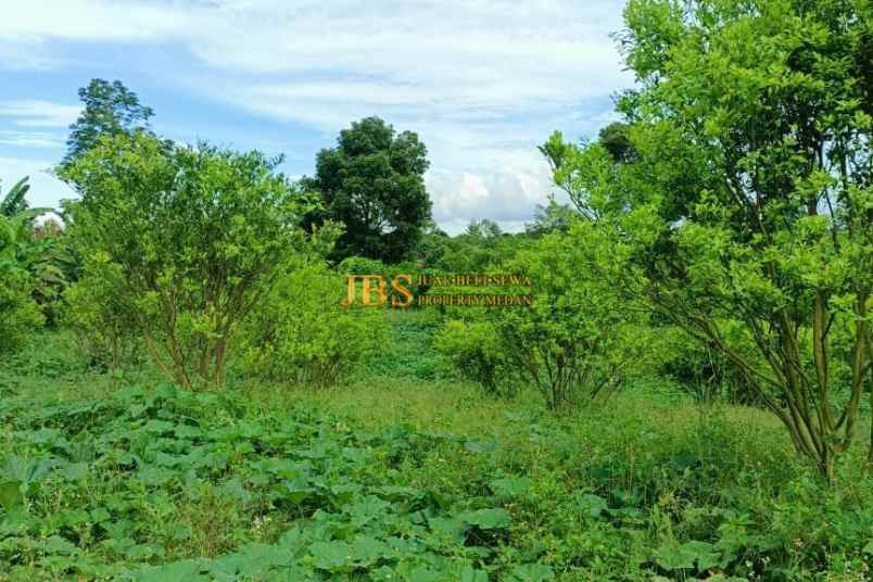 dijual tanah desa guru benua kec munte karo