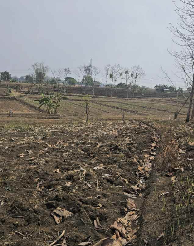 dijual tanah desa slempit kec kedamean